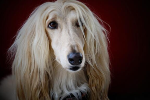A long-haired Afghan Hound with silky, flowing beige fur gazes forward against a dark red background. Its expressive eyes are partly covered by its hair, capturing the tranquil spirit of Lake Days in every glance.