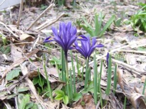 Small clusters of purple iris flowers with yellow markings bloom among green leaves and dried grass in an outdoor garden, bringing a touch of Flathead Valley charm reminiscent of a Spring Market scene.