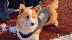 A brown and white corgi wearing a black service vest stands on a red surface with patches of snow nearby, as love in the air seems to follow its every step. A person's black boots are partially visible behind the dog.