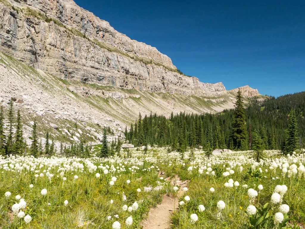 A scenic alpine meadow filled with white wildflowers leads to a dense pine forest, while the tall, rocky mountain ridge beyond captures the spirit of August Reflections under a clear blue sky.