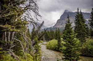 A clear river flows through a dense forest of evergreen trees in Flathead Valley, with tall mountains in the background, partially covered by clouds and mist under an overcast sky.