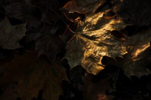 A close-up of several fallen autumn leaves, with a beam of light highlighting one brown leaf while the rest remain in deep shadow—a quiet moment of gratitude before winter and the holiday season arrive.