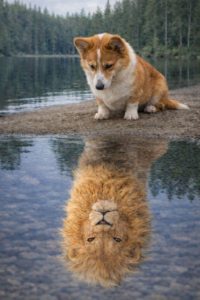 A brown and white dog sits at the edge of a calm lake in the soft February light, gazing at its reflection—which appears as a lion’s face in the water. Pine trees and a cloudy sky provide a backdrop of steady momentum.
