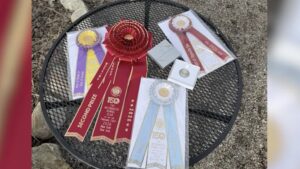 At the Flathead Valley Spring Market, a round black metal table displays award ribbons, including a red rosette, two coins in cases, and several certificates. The ribbons read “Second Prize” and “150th Westminster Kennel Club,” with gravel beneath the table.