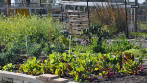 A vibrant community garden comes alive in spring, featuring a variety of leafy green vegetables, herbs, and flowering plants growing in raised beds, surrounded by a wire fence with stacked pallets and tall grasses in the background.