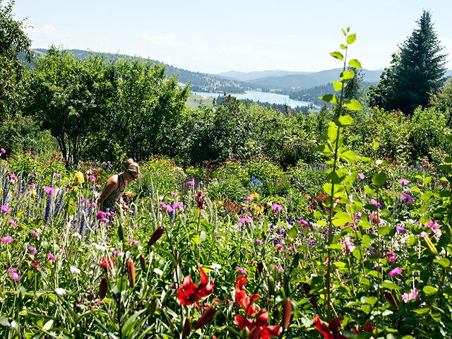 A person stands among full, colorful wildflowers in a lush garden with trees, overlooking a scenic lake and rolling forested hills under a clear blue August sky.