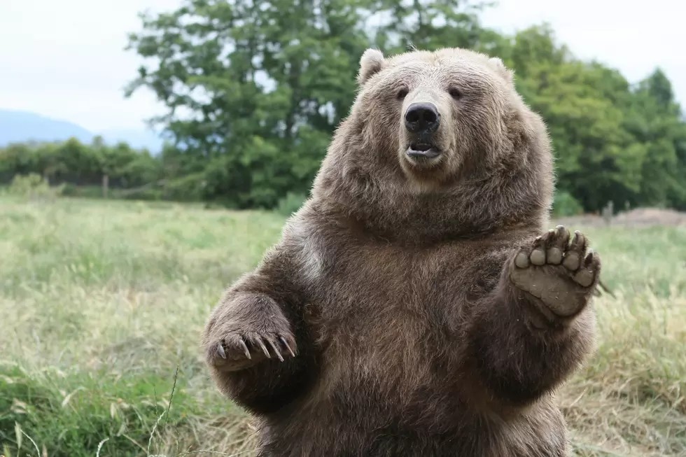 A large brown bear stands on its hind legs in a grassy field, raising one paw as if waving in celebration. Trees and greenery are visible in the background, capturing the spirit of June Joys and new beginnings.