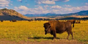A large bison stands in the foreground of a grassy plain, part of classic July Journeys, with more bison grazing in the distance. Rolling hills and mountains rise beneath a blue sky scattered with clouds.