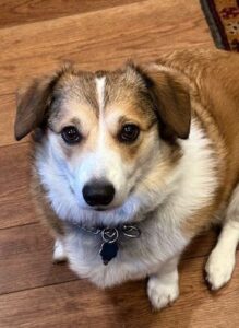 A brown and white dog with short fur and floppy ears sits on a wooden floor in Bigfork, looking up with wide, dark eyes. The dog has a collar and tag around its neck, enjoying the crisp September air of early fall.