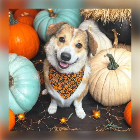 A happy dog wearing a pumpkin-patterned bandana sits among orange, white, and pale blue pumpkins, with small decorative lights and straw in the background—capturing the cozy season and community spirit.