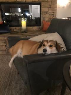 A brown and white dog is lying on a gray armchair, resting its head on the armrest. With a stone fireplace and lit candle in the background, this cozy indoor scene feels perfect for relaxing during a crisp fall evening.