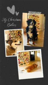 A collage features three photos of dogs in front of a decorated Christmas tree, with text that reads My Christmas Babies, two hand-drawn hearts on a black background, and subtle nods to Winter Pause for a cozy seasonal vibe.