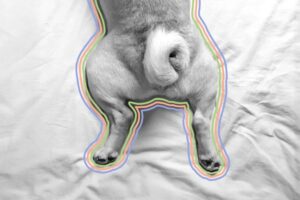 A small dog lies on a white bed with its back legs stretched out behind it. The outline of its body is traced with colorful lines, highlighting its curled tail and paws—capturing the playful spirit of the spring season.