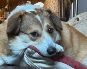 A brown and white dog with expressive eyes lies on a couch, resting its head and paw on a red and beige pillow, looking relaxed and slightly wistful—perhaps lost in August Reflections before the Season of Action begins.