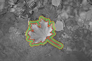 A maple leaf outlined with colorful neon lines floats on water, surrounded by other submerged leaves. The vibrant outlines on the main leaf evoke gratitude and warmth, standing out in the mostly grayscale winter scene.