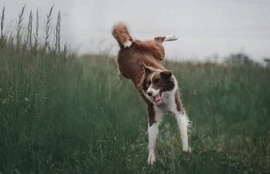 A brown and white dog is playfully running through tall grass in an open field, its tongue out and tail up in the air, embodying June Joys and the spirit of New Beginnings.