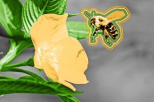 A stylized yellow flower and a bee with bold outlines are shown against a grayscale background with green leaves, evoking the lively spirit of Spring Market in Flathead Valley. The cartoon-like pair pops in contrast to the realistic setting.