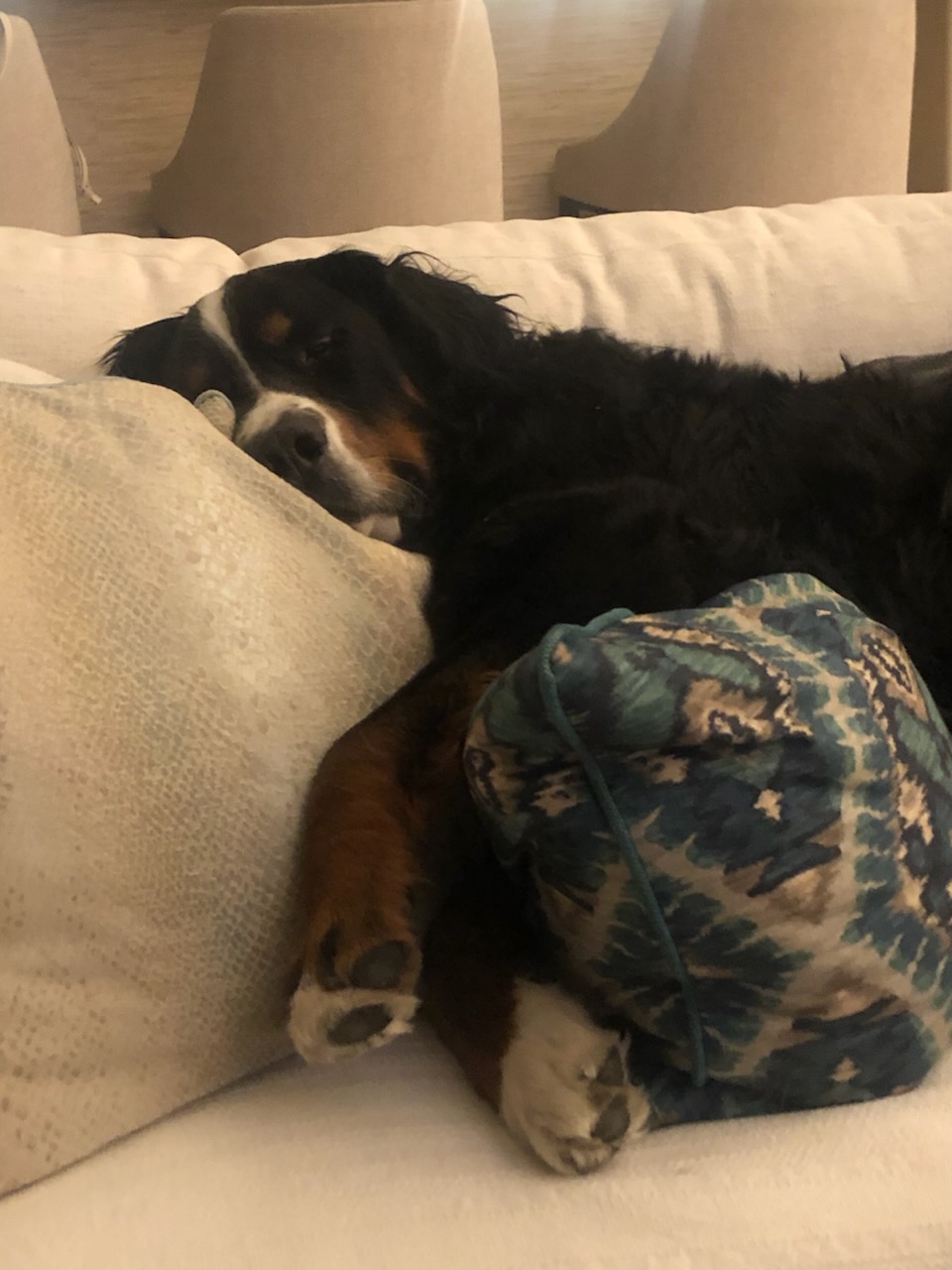 A large black, brown, and white dog is lying on a white couch with its head resting on a cream pillow and its paws over a blue patterned cushion, looking relaxed and sleepy—ready for a Merry Christmas and a Bright New Year.