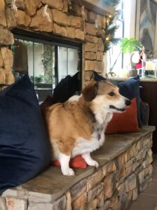 A brown and white dog sits on a stone bench between blue and orange pillows, inside a cozy room with stone walls and Merry Christmas decorations, adding festive cheer to the holiday season.