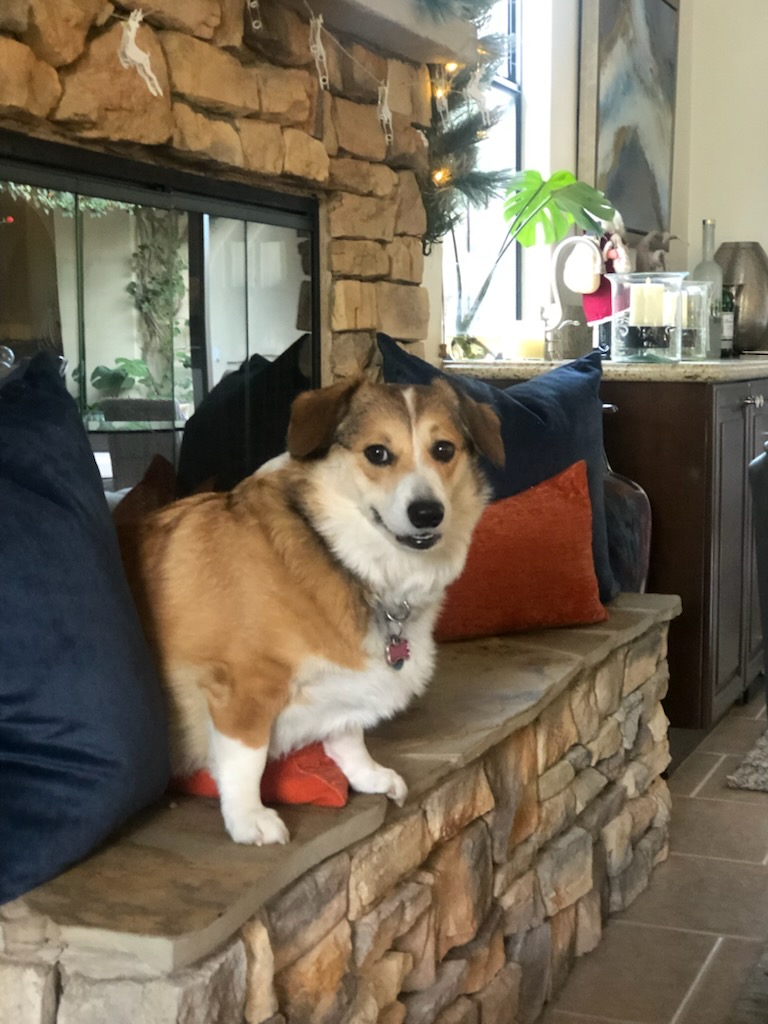 A small brown and white dog with a collar sits on a stone hearth next to dark blue and orange pillows, in a cozy room with a fireplace and various home decor, ready to celebrate a Bright New Year.
