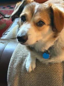 A brown and white dog with expressive eyes lies on a textured beige blanket, looking up toward the camera. The dog, ready for new beginnings, wears a collar with a blue tag. A patterned rug is partially visible in the background.