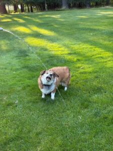 A brown and white dog stands on green grass, playfully biting at a stream of water—perfect for those carefree Lake Days. Trees and shadows are visible in the background.
