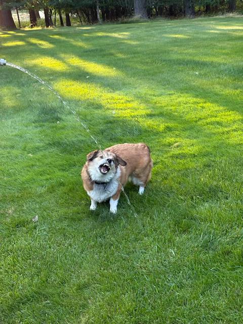 A brown and white dog stands on green grass, playfully biting at a stream of water—perfect for those carefree Lake Days. Trees and shadows are visible in the background.