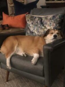 A brown and white dog is sprawled out and sleeping on a gray armchair with its head resting on the armrest, radiating love. Colorful pillows are behind the dog, and a side table with items is in the background.