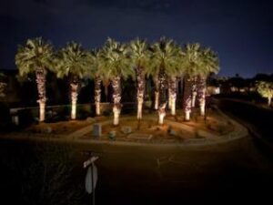 A row of tall palm trees illuminated by lights at night stands along a street, with a stop sign in the lower left corner and a dark, clear sky in the background, evoking a touch of winter magic during the holiday season.