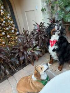 Two dogs sit near a decorated Christmas tree; a corgi with a green bandana and a larger black, brown, and white dog with a red bow tie. Surrounded by festive plants on a brick patio, they add winter glow to this cozy December real estate setting.
