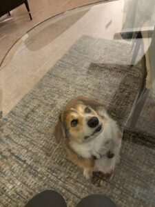 A brown and white dog sits on a patterned rug, looking up with intention through a clear glass table. Part of a person’s legs and the edge of the table are visible in the foreground, hinting at new beginnings.
