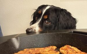 A black and brown dog with expressive eyes peers over a table, eyeing pieces of cooked chicken in a cast iron skillet—capturing the intention of new beginnings with every hopeful glance.
