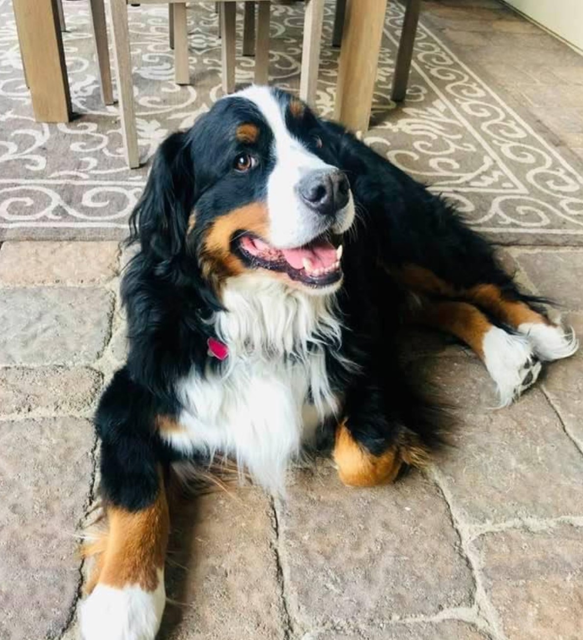 A large, fluffy Bernese Mountain Dog with a black, white, and brown coat lies comfortably on a stone floor, smiling with its mouth open—perfectly relaxed during the HOT Summer Listing Season. A patterned rug and wooden table are visible in the background.