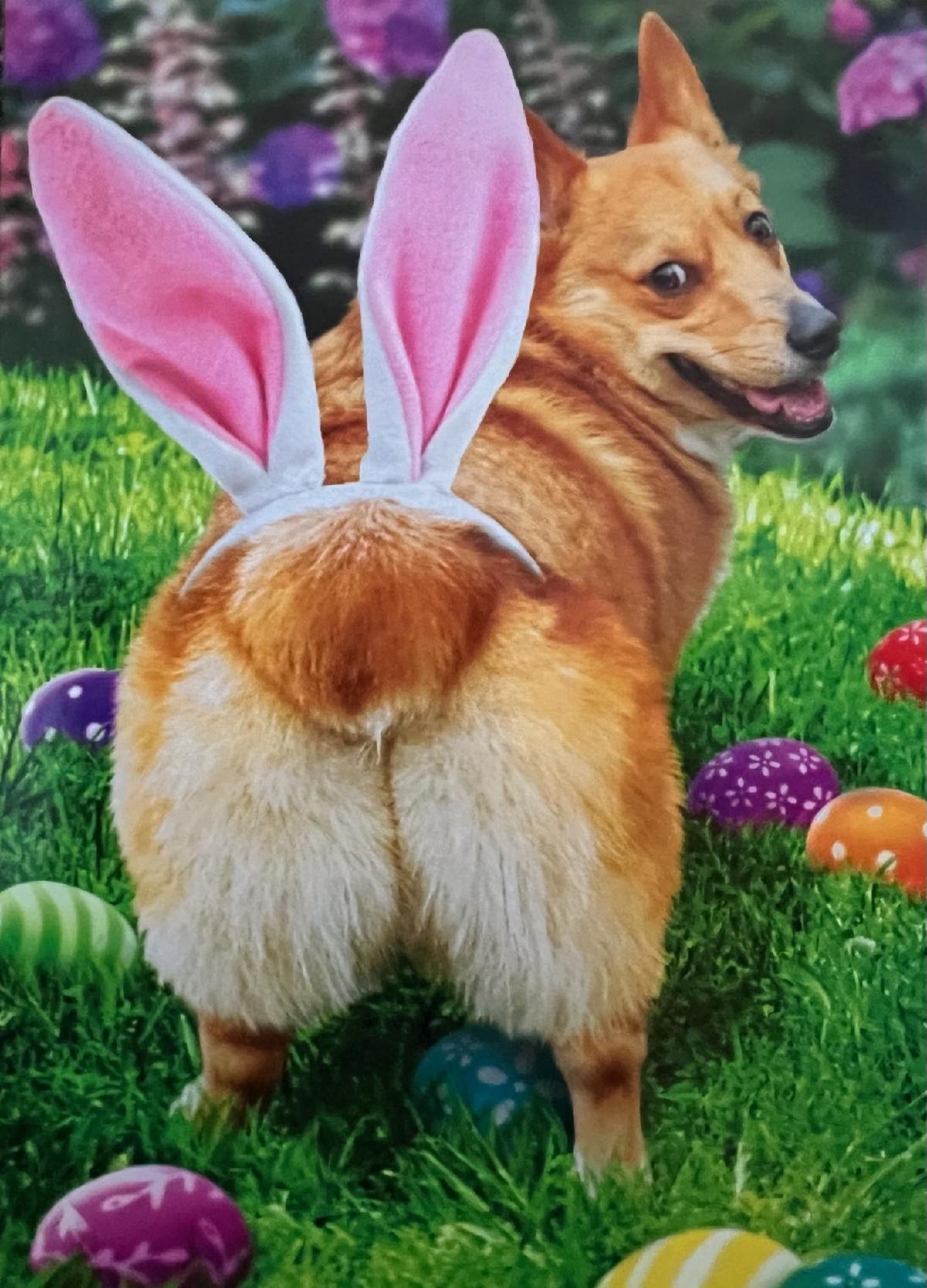 A corgi dog wearing pink and white bunny ears stands on green grass, looking back over its shoulder. Colorful Easter eggs and purple flowers evoke the joyful spirit of the spring season in the background.