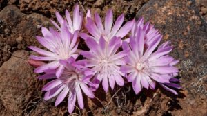 Four pale pink wildflowers with pointed petals bloom among brown rocks and dry soil in this subtle fall scene. The delicate, overlapping petals radiate from the center, capturing the quiet beauty of an October update in nature.