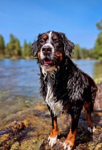 A wet Bernese Mountain Dog stands on a rocky shore by a river, with trees and blue sky in the background. The dog looks happy with its mouth slightly open, enjoying the cool water during the hot real estate summer listing season.