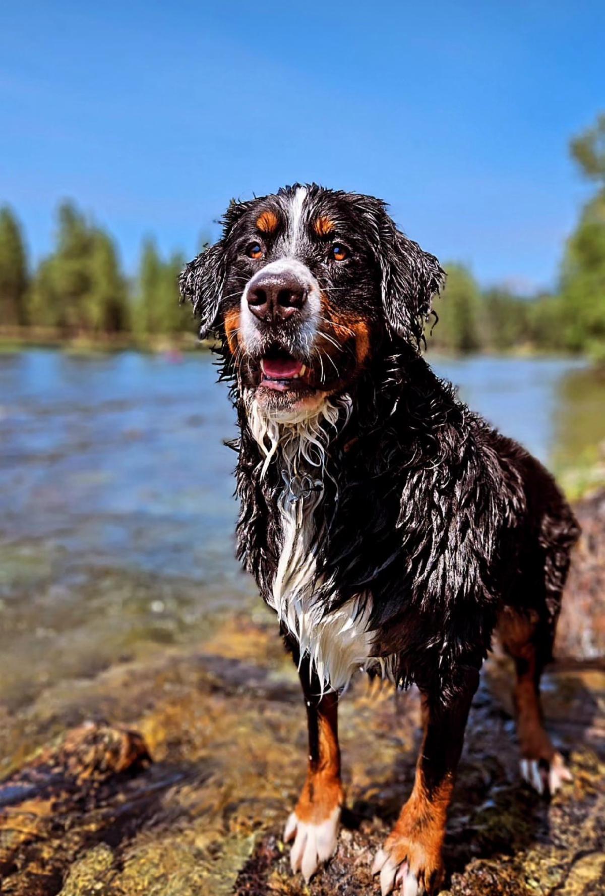 A wet Bernese Mountain Dog stands on a rocky shore by a river, with trees and blue sky in the background. The dog looks happy with its mouth slightly open, enjoying the cool water during the hot real estate summer listing season.