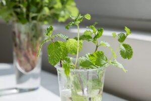 A clear plastic cup filled with water holds fresh green mint cuttings, sitting on a sunlit surface—a simple scene that hints at June Joys and new beginnings. In the blurred background, more mint stems are visible in a glass vase.