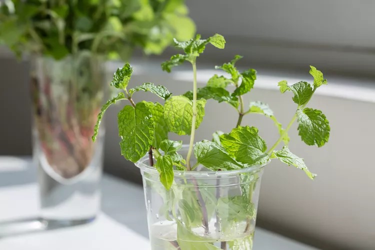 A clear plastic cup filled with water holds fresh green mint cuttings, sitting on a sunlit surface—a simple scene that hints at June Joys and new beginnings. In the blurred background, more mint stems are visible in a glass vase.