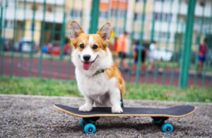 A happy brown and white corgi stands on a skateboard outdoors, with its tongue out and ears perked up. The fresh spring season brings vibrant energy to the fenced playground and blurred people in the background.