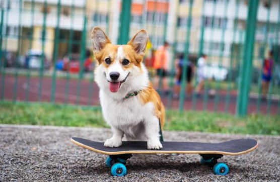 A happy brown and white corgi stands on a skateboard outdoors, with its tongue out and ears perked up. The fresh spring season brings vibrant energy to the fenced playground and blurred people in the background.