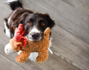 A brown and white dog looks up with wide eyes while holding a plush toy in its mouth, standing on a wooden floor, ready to play during September in Bigfork.
