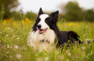 A black and white Border Collie lies in a grassy field with wildflowers, looking alert and happy. The background is blurred with green trees and yellow flowers, evoking the gentle beauty found in countryside folklore.