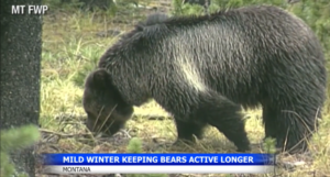 A large bear with dark fur sniffs the ground in a forested area, its movement showing intention. Text on screen reads Mild winter keeping bears active longer and Montana. Pines and grass are visible around the bear.