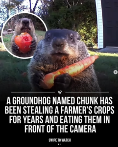 A groundhog holds a large carrot in its paws while looking at the camera; inset shows it with a red tomato. Text says the groundhog has been stealing and eating crops, undeterred by February light, right in front of the camera.