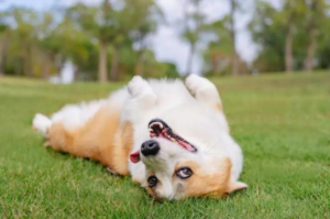A happy corgi dog lies on its back in the grass, looking at the camera with its tongue slightly out and paws in the air, enjoying the gentle February light and steady momentum of a peaceful park scene.