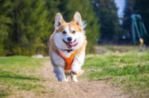 A happy corgi wearing an orange harness runs toward the camera on a dirt path, surrounded by grass and trees, moving with steady momentum under the gentle February light on a sunny day.