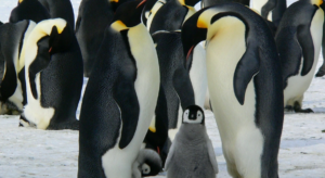 A group of emperor penguins stands on snow, adult penguins surrounding a fluffy gray chick in the center. Amidst the cool days of fall and the changing season, other chicks and adults are visible in the background.