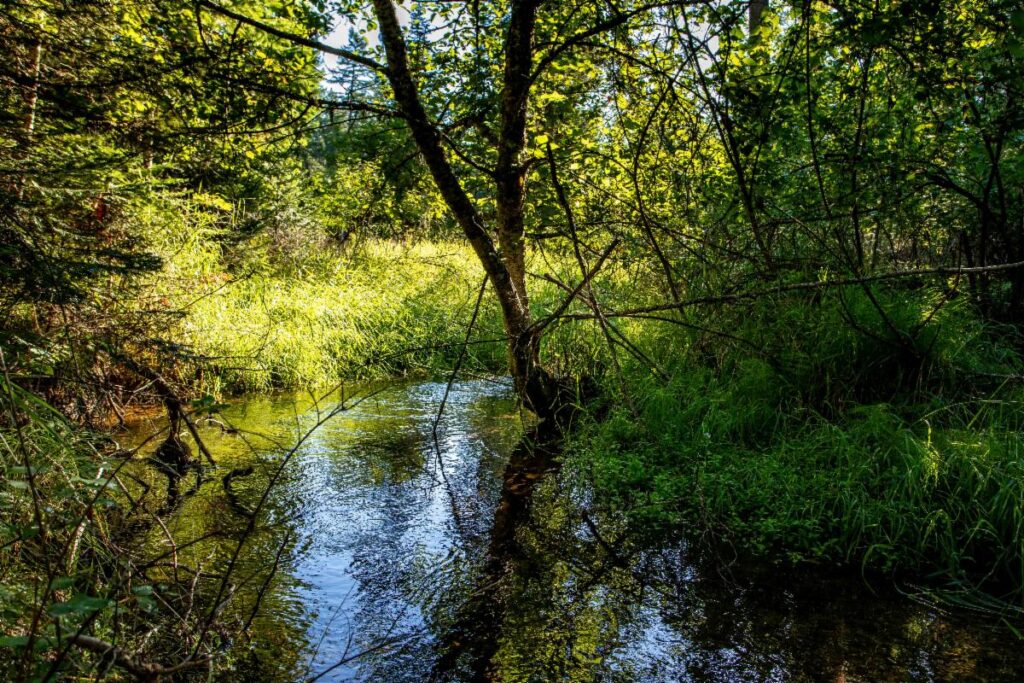 A sunlit forest scene with lush green grass and dense foliage, featuring a calm stream reflecting trees and branches overhead, creates a tranquil, natural atmosphere perfect for a Merry Christmas or Bright New Year celebration.