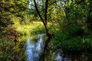 A sunlit forest scene with lush green grass and dense foliage, featuring a calm stream reflecting trees and branches overhead, creates a tranquil, natural atmosphere perfect for a Merry Christmas or Bright New Year celebration.